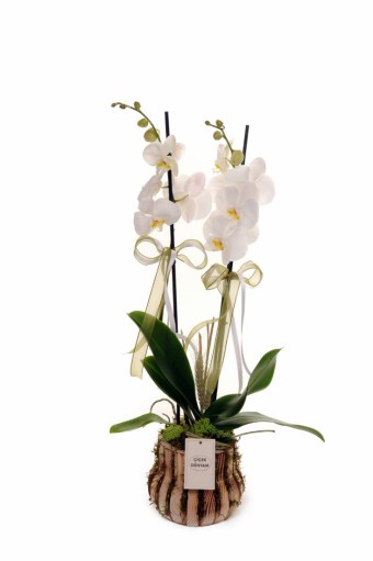 2 Dal İthal Beyaz Orkide