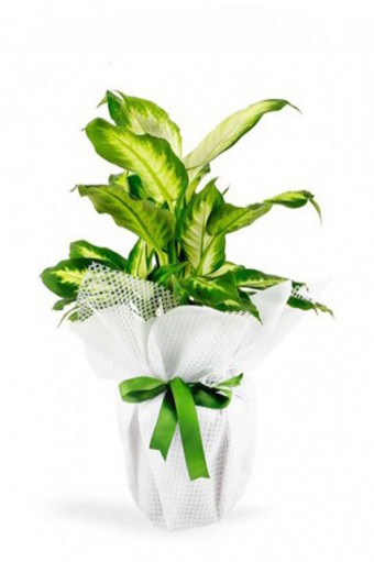 Dieffenbachia